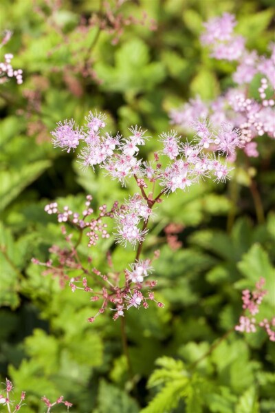 Filipendula palmata Kahome 9 cm Topf - Größe nach Saison