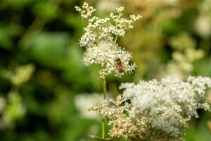 Filipendula ulmaria 9 cm Topf - Größe nach Saison