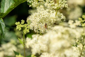 Filipendula ulmaria 9 cm Topf - Größe nach Saison