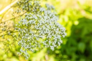 Filipendula ulmaria 9 cm Topf - Größe nach Saison