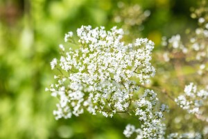 Filipendula ulmaria 9 cm Topf - Größe nach Saison