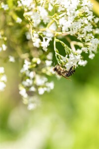 Filipendula ulmaria 9 cm Topf - Größe nach Saison