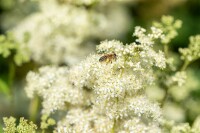 Filipendula ulmaria 9 cm Topf - Größe nach Saison