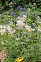 Filipendula ulmaria 9 cm Topf - Größe nach Saison