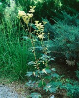 Filipendula ulmaria 9 cm Topf - Größe nach Saison