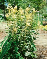 Filipendula ulmaria 9 cm Topf - Größe nach Saison