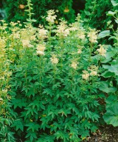 Filipendula ulmaria 9 cm Topf - Größe nach Saison