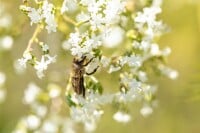 Filipendula ulmaria 9 cm Topf - Größe nach Saison