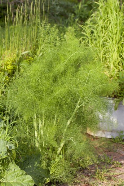 Foeniculum vulgare 9 cm Topf - Größe nach Saison