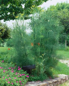 Foeniculum vulgare 9 cm Topf - Größe nach Saison