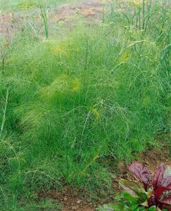 Foeniculum vulgare 9 cm Topf - Größe nach Saison