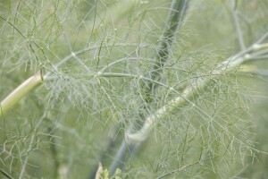 Foeniculum vulgare 9 cm Topf - Größe nach Saison