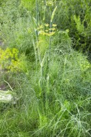 Foeniculum vulgare 9 cm Topf - Größe nach Saison