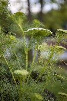 Foeniculum vulgare 9 cm Topf - Größe nach Saison