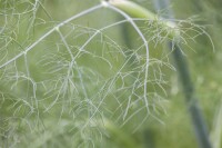 Foeniculum vulgare 9 cm Topf - Größe nach Saison