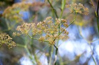 Foeniculum vulgare 9 cm Topf - Größe nach Saison