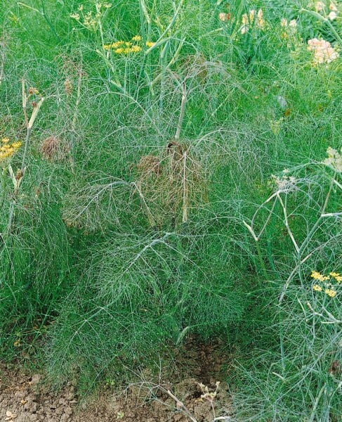 Foeniculum vulgare Atropurpureum 11 cm Topf - Größe nach Saison