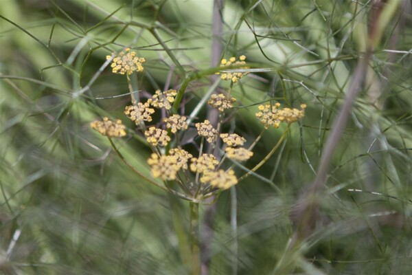 Foeniculum vulgare Rubrum 9 cm Topf - Größe nach Saison