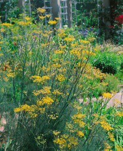 Foeniculum vulgare Rubrum 9 cm Topf - Größe nach Saison