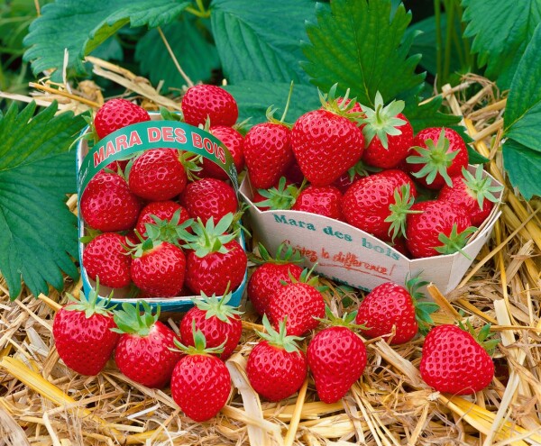 Fragaria Mara des Bois  -S-          CAC 9 cm Topf - Größe nach Saison