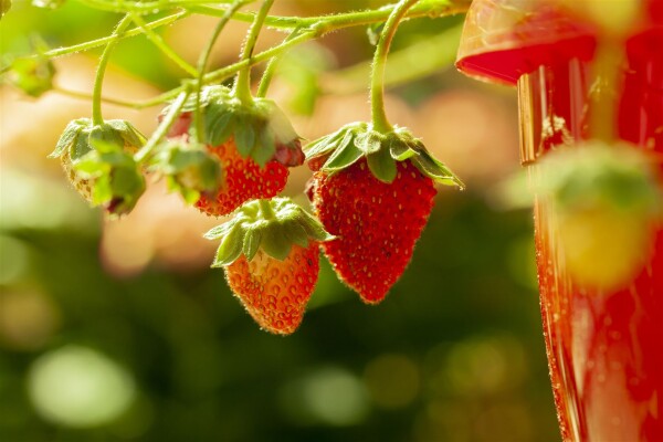 Fragaria vesca Elsanta 9 cm Topf - Größe nach Saison