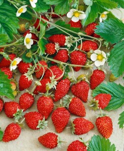 Fragaria vesca Elsanta 9 cm Topf - Größe nach Saison