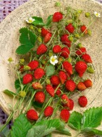 Fragaria vesca Elsanta 9 cm Topf - Größe nach Saison