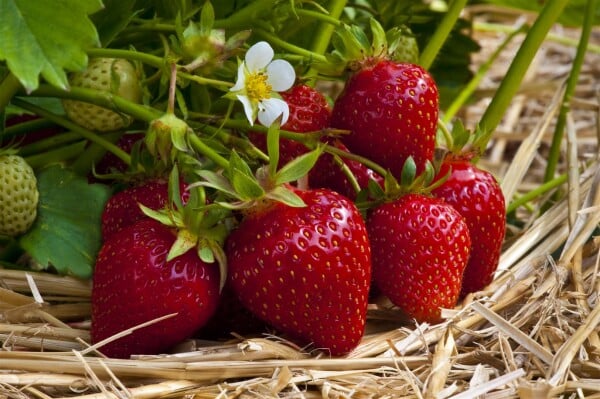 Fragaria vesca Ostara 9 cm Topf - Größe nach Saison