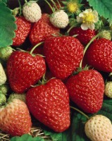 Fragaria vesca Ostara 9 cm Topf - Größe nach Saison