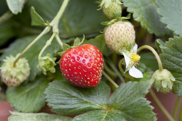 Fragaria x ananassa Mieze Schindler  CAC 9 cm Topf - Größe nach Saison