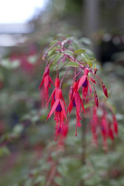 Fuchsia magellanica Riccartonii 9 cm Topf - Größe nach Saison