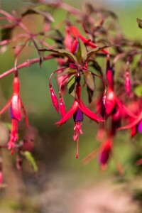 Fuchsia magellanica Riccartonii 9 cm Topf - Größe nach Saison