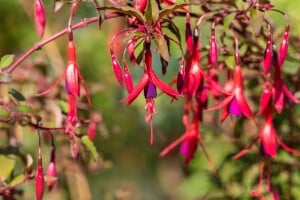 Fuchsia magellanica Riccartonii 9 cm Topf - Größe nach Saison