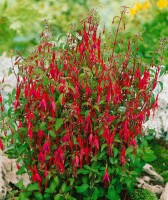 Fuchsia magellanica Riccartonii 9 cm Topf - Größe nach Saison