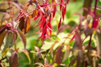 Fuchsia magellanica Riccartonii 9 cm Topf - Größe nach Saison