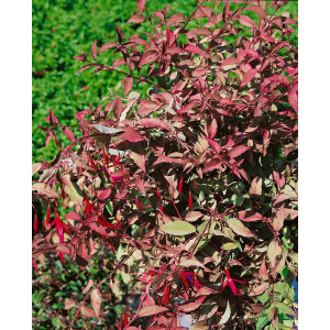 Fuchsia magellanica Tricolor 11 cm Topf -...