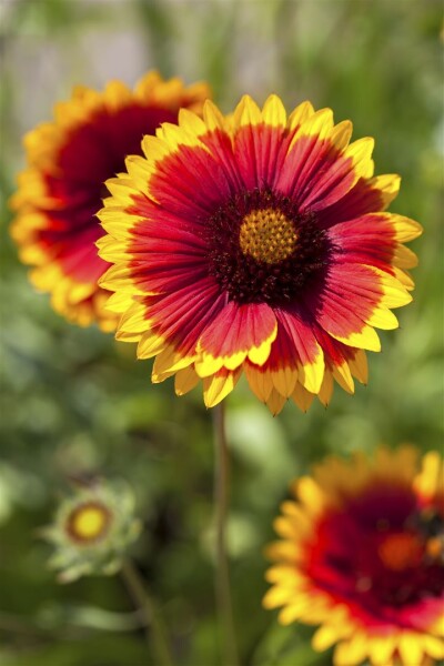 Gaillardia x grandiflora Arizona Sun 9 cm Topf - Größe nach Saison