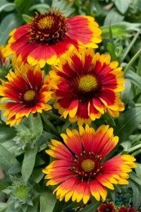 Gaillardia x grandiflora Arizona Sun 9 cm Topf - Größe nach Saison