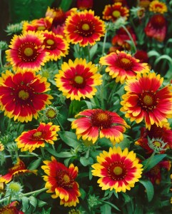 Gaillardia x grandiflora Arizona Sun 9 cm Topf - Größe nach Saison