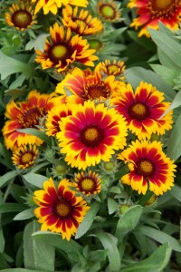 Gaillardia x grandiflora Arizona Sun 9 cm Topf - Größe nach Saison