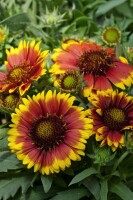 Gaillardia x grandiflora Arizona Sun 9 cm Topf - Größe nach Saison