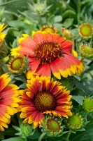 Gaillardia x grandiflora Arizona Sun 9 cm Topf - Größe nach Saison