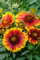 Gaillardia x grandiflora Arizona Sun 9 cm Topf - Größe nach Saison