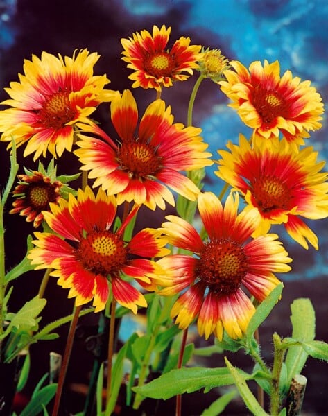 Gaillardia x grandiflora Bremen 9 cm Topf - Größe nach Saison