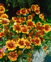 Gaillardia x grandiflora Bremen 9 cm Topf - Größe nach Saison