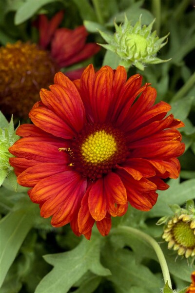 Gaillardia x grandiflora Burgunder 9 cm Topf - Größe nach Saison