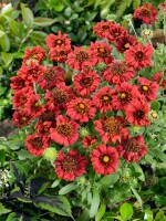 Gaillardia x grandiflora Burgunder 9 cm Topf - Größe nach Saison