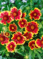 Gaillardia x grandiflora Kobold 9 cm Topf - Größe nach Saison