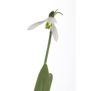 Galanthus nivalis 9 cm Topf - Größe nach Saison