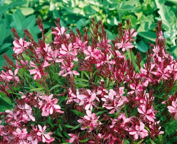 Gaura lindheimerii Cherry Brandy 11 cm Topf - Größe nach Saison